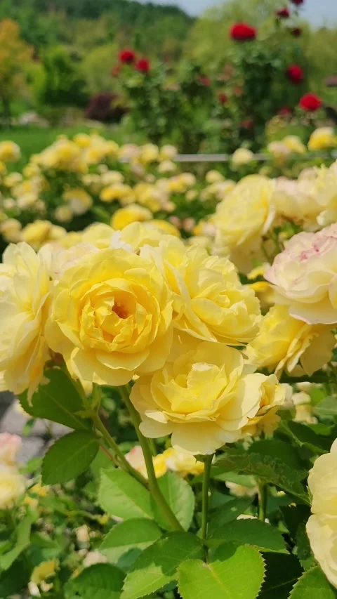 4K Fresh Yellow Roses Spring Garden Vertical Vidéo 330199000