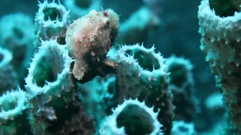 4K Frogfish Camouflaged in Sponge | Raja Ampat Macro Vídeo Stock 340582667