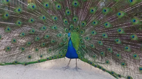 4K front view of a male peacock displaying his magnificent fanned tail Stock Footage 345285467