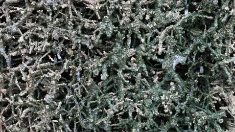 4K Frosty Moss Texture Macro Close-Up with Ice Crystals Organic Winter Natu.. Stock Footage 332572552