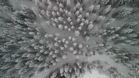 4K frozen forest Video stock 245718346