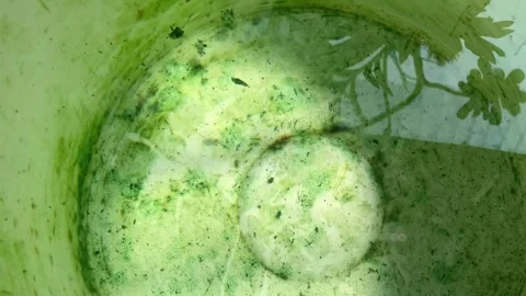4K Full Frame Close Up Footage Swirling Green Algae Moss Clear Water Bubbles Stock Footage 343727305