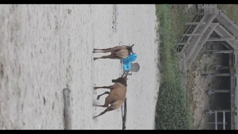 4K full frame footage of a herd of Roosevelt elk playing in Cannon Beach OR, USA Stock Footage 339311470