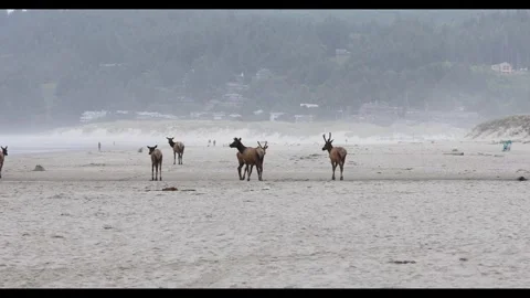 4K full frame footage of a herd of Roosevelt elk playing in Cannon Beach OR, USA Stock Footage 339311611