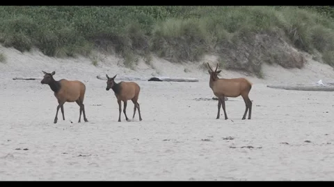 4K full frame footage of a herd of Roosevelt elk playing in Cannon Beach OR, USA Stock Footage 339311619