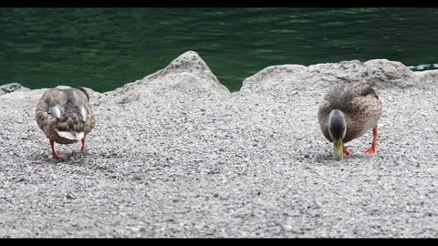 4K full frame footage of wild mallard ducks foraging and feeding along the shore Stock Footage 340059972