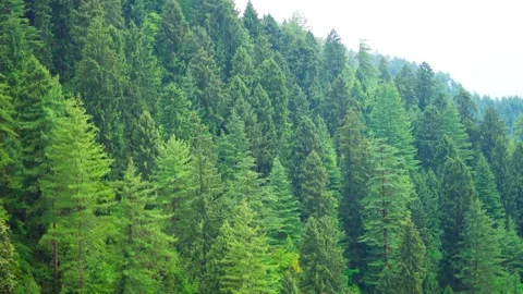 4K Full frame shot of Pine Trees on the top of the mountains at Manali  Stock Footage 279230233