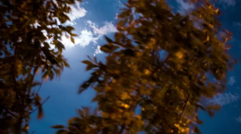 4k, Full moon passing behind tree Stock Footage 53244370