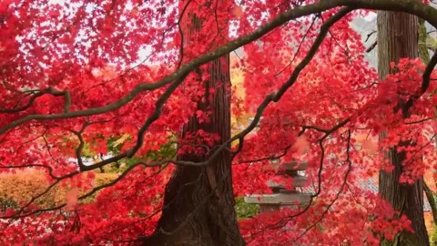 4k Full Red maple leaves against blue sky Stock Footage 275652681