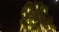 4k Funchal city nightshot christmas decoration illumination 4k or 4k+ Resolution