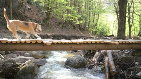4K Funny beagle jumping out onto wooden bridge across mountain brook Stock Footage 157910875