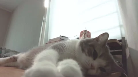4k funny footage tracking motion of sleepy and lazy Scottish Fold cat Stock Footage 157669975
