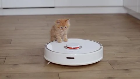 4k Funny little ginger kitten is riding on white robot vacuum cleaner at home. Stock Footage 231677218