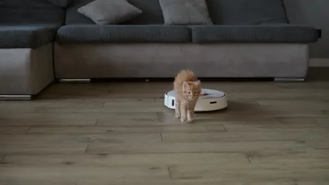 4k Funny little ginger kitten is riding on white robot vacuum cleaner at home. Stock Footage 231713099