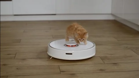 4k Funny little ginger kitten is riding on white robot vacuum cleaner at home. Stock Footage 231713113