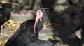 4k Funny Northern Bald Ibis bird close up cleaning feathers 4k or 4k+ Resolution
