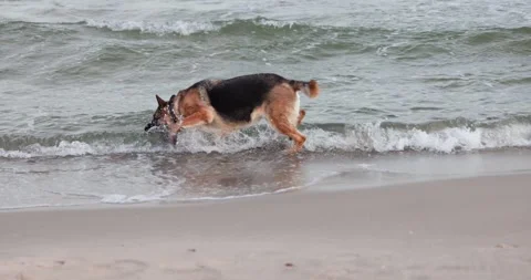 4K funny slow motion dog in the sea Video stock 240218732