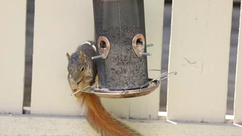 4K funny squirrel video stealing from birdfeeder Stock-Footage 272707076