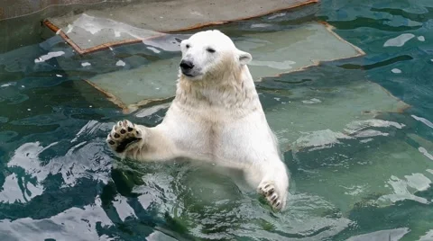 4k – Funny white bear 02 Stock Footage 53857264
