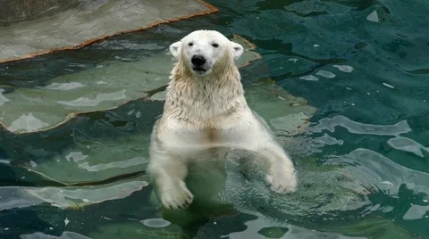 4k – Funny white bear 03 Stock Footage 53858118