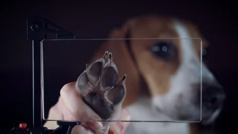 4K Future Transparent Smart Device, Dog Leaving Paw Print Stock Footage 86295793
