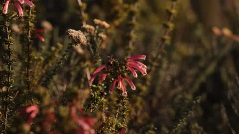 4K Fynbos flower CU in Table Mt National Park Stock Footage 255583208