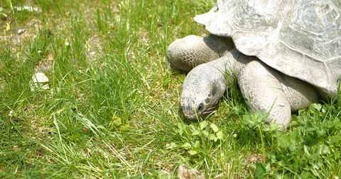 4K - Galapagos tortoise eats grass Stock Footage 90608645