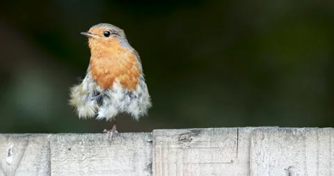 4K Garden Robin during Nesting Season Vídeos de archivo 246712779