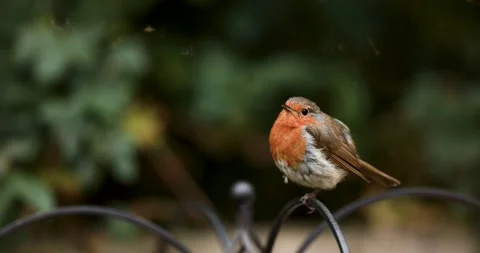 4K Garden Robin during Nesting Season Stock Footage 246713242