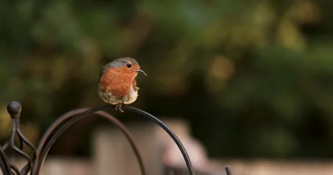 4K Garden Robin Nesting Season Feeding Vídeos de archivo 246712786