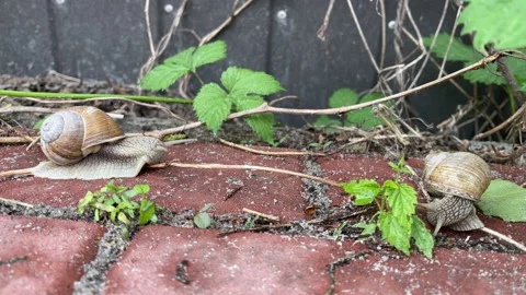 4k Garden snail. Two snails moving on a garden path. Stock Footage 155806012