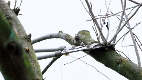 4k. A gardener is pruning a fruit tree. Big sharp gardening scissors - branch Stock Footage 169172526