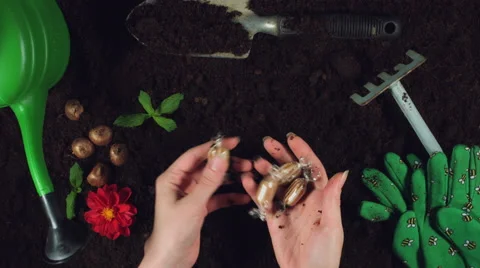 4k Gardening Composition of Hands Finding in Soil Candies Vídeo Stock 68067816