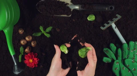4k Gardening Composition of Hands Getting out Brussels  Cabbage Stock Footage 68067483