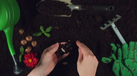 4k Gardening Composition of Hands Getting out Drugs from Soil Stock Footage 68073868