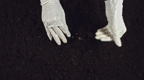 4k Gardening Composition of Hands in Gloves Planting Seeds in Soil Stock-Footage 68082820