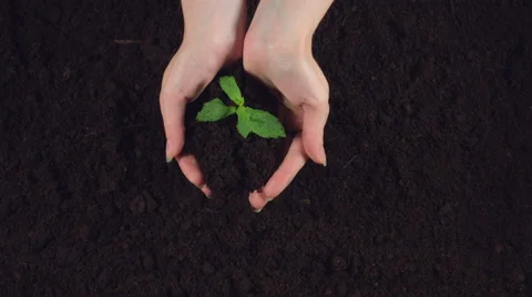 4k Gardening Composition of Woman Hands Holding Plant with Soil Stock Footage