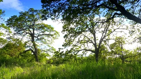 4K Garry Oaky Tree Meadow in String, Green Grass Field, Outdoor Plants Growing Stock Footage 75720639