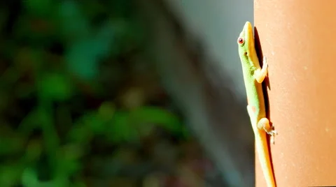 4K Gecko Basking in Sun on Wall, Sun Light Rays Flickering Stock Footage 61935159