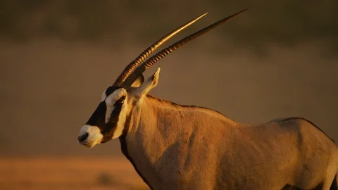 4K - Gemsbok - from side, close shot. Africa mammal safari antelope Stock Footage 111342675