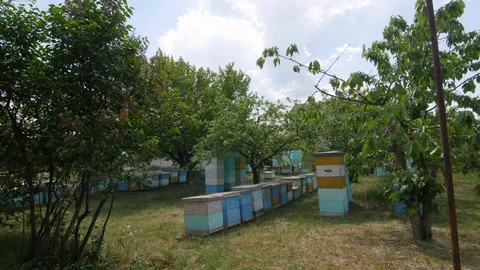 4K The general plan of the beehives in meadow with flying bees Vidéo 97454958