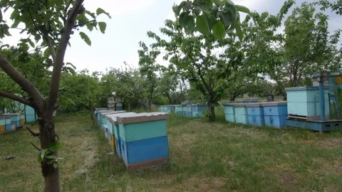 4K The general plan of the beehives in meadow. Close up Stock-Footage 97521521
