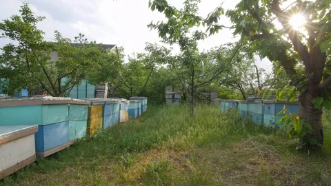 4K General plan of the beehives standing in the middle of the field Vidéo 97523842