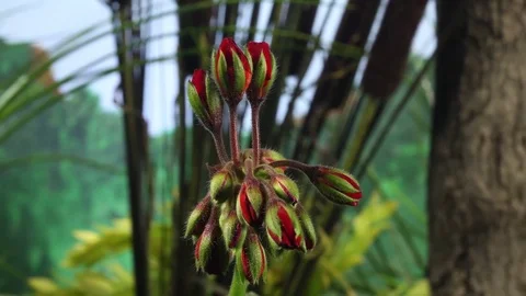 4K Geranium 1 스톡 동영상 78647061