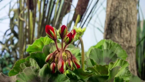 4K Geranium 2 库存影片 78647120