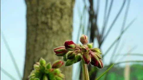 4K Geranium 3 스톡 동영상 78647135