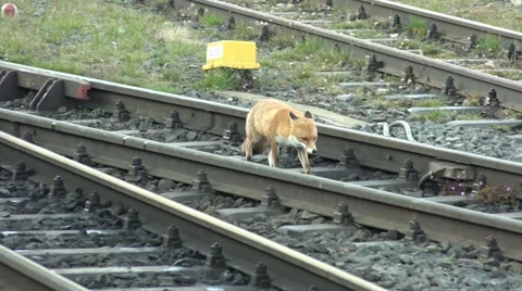 4k German red fox walking Harz mountain Brocken peak rails Stock Footage 47779406