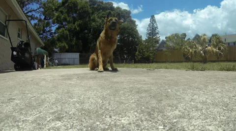 4K German Shepherd dog chasing stick in slow motion Stock Footage 39329774