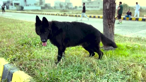 4K German Shepherd Dog Sitting Near Tree on Footpath Pet Outdoors Scene Stock Footage 320817606