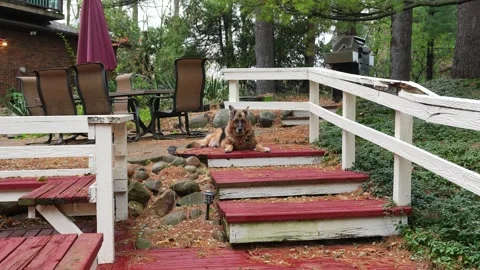 4K German Shepherd Resting in Backyard after Autumn Rain Stock Footage 320764330